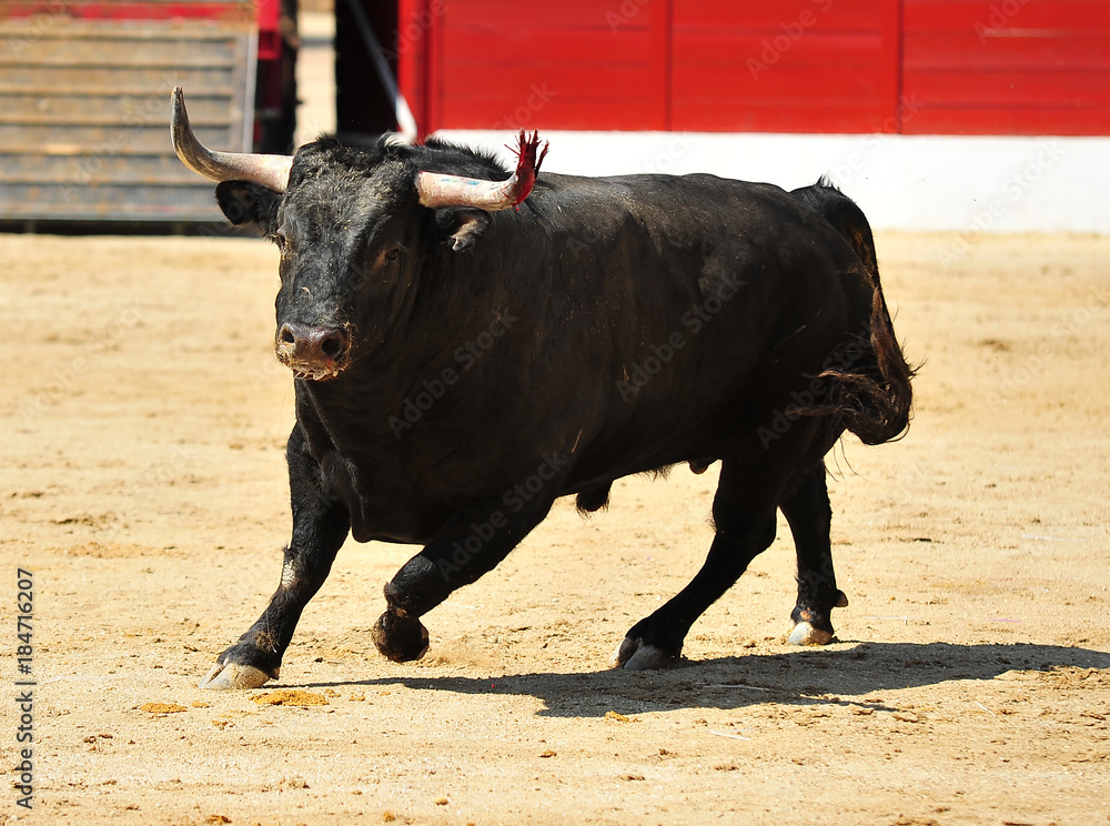 bull in spain bull in spain