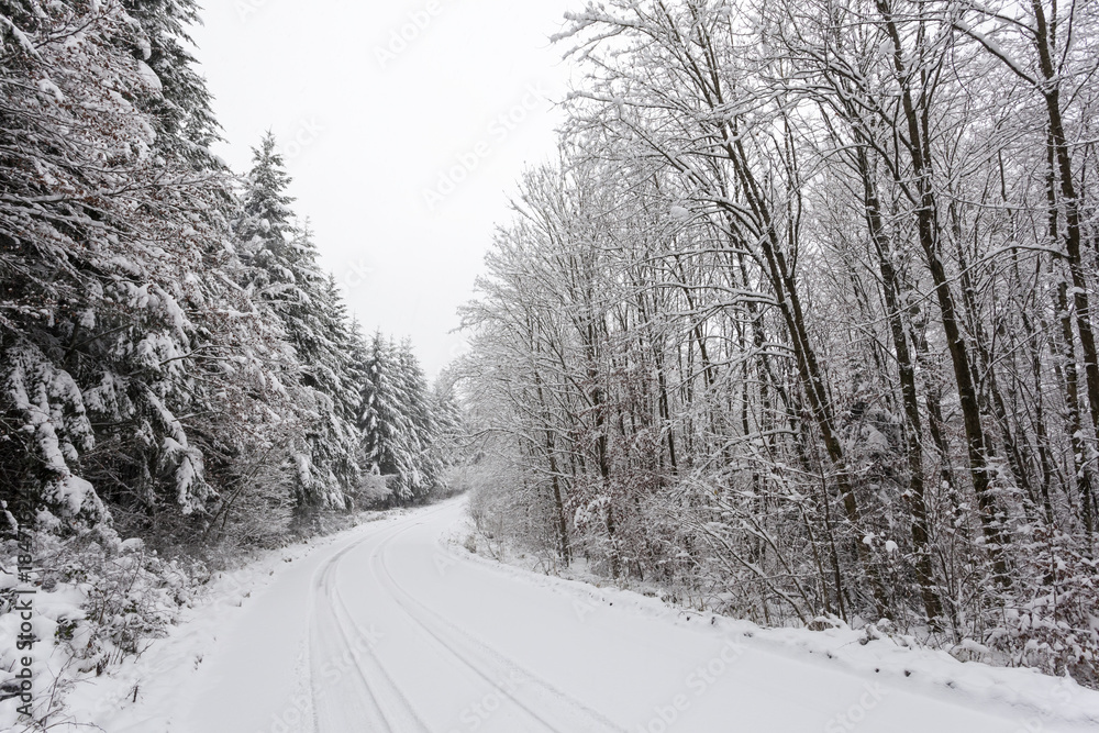 Obraz premium Road in a white winter forest