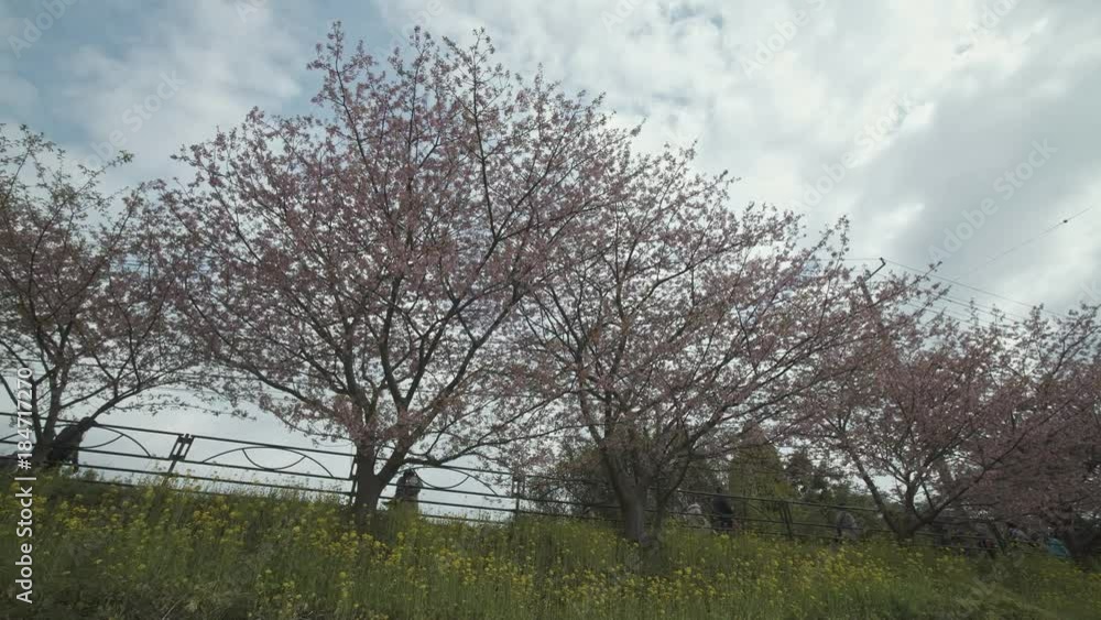 4K 静岡県 河津町 河津桜 Kawazu sakura in shizuoka japan 4K 静岡県 河津町 河津桜 Kawazu sakura in shizuoka japan