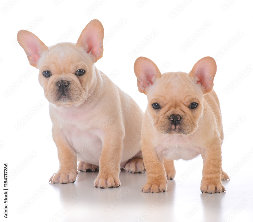 two french bulldog puppies