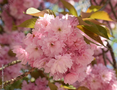 Cerisier du Japon en fleurs au jardin