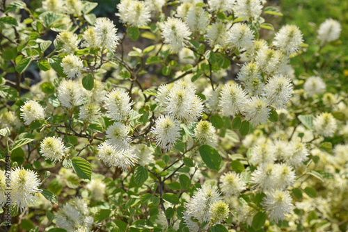 Fototapeta Naklejka Na Ścianę i Meble -  Fothergilla major de Virginie au jardin