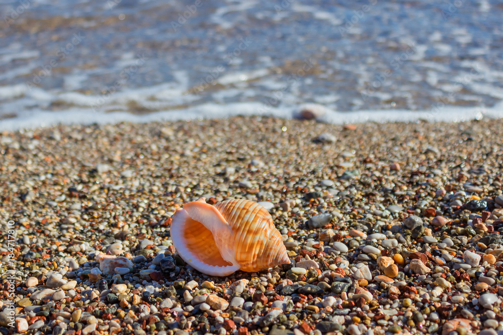Exotic shell in the sand on the beach. Waves with foam blue sea on a sunny sandy beach in resort on summer vacation rest. Exotic shell in the sand on the beach. Waves with foam blue sea on a sunny sandy beach in resort on summer vacation rest.