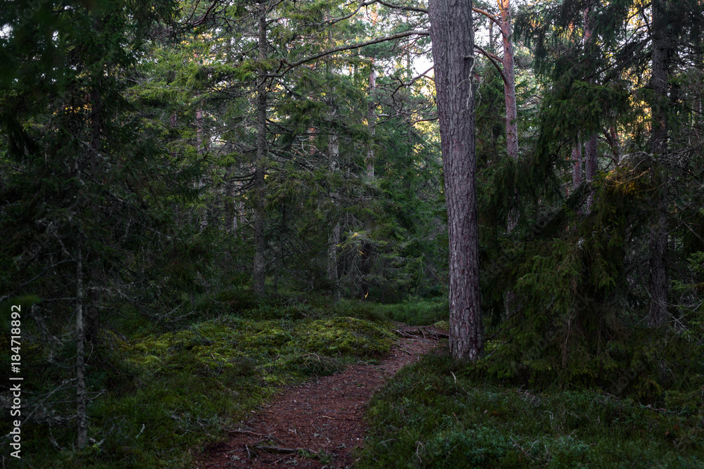 Obraz premium Mossy pine forest in autumn