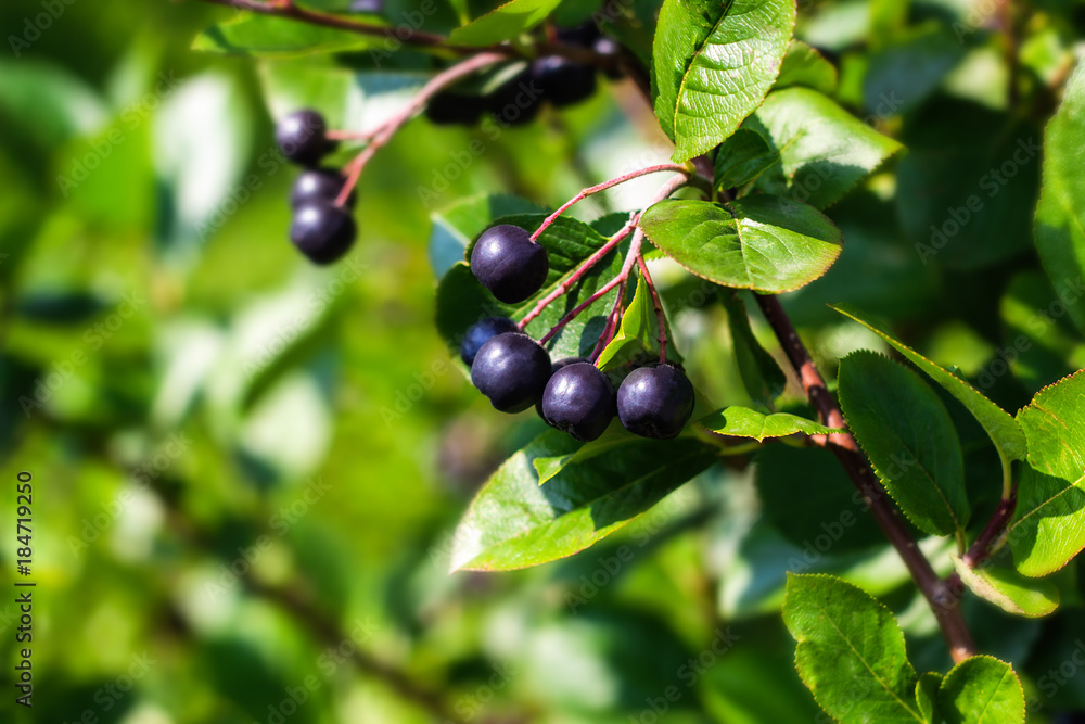 berries of a black chokeberry on a branch in garden berries of a black chokeberry on a branch in garden