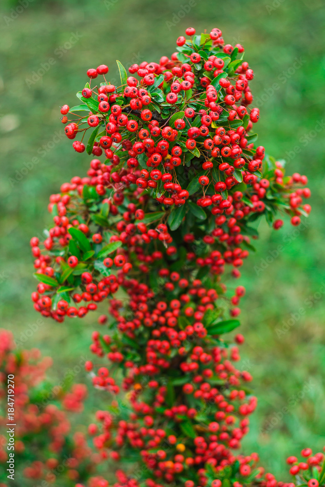 Heteromeles arbutifolia or Toyon red berries on green foliage blurred background in the garden Heteromeles arbutifolia or Toyon red berries on green foliage blurred background in the garden