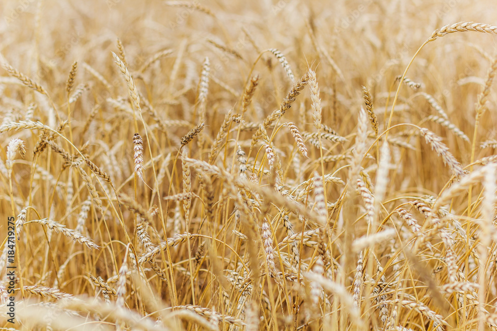 natural backdrop with yellow wheat field natural backdrop with yellow wheat field