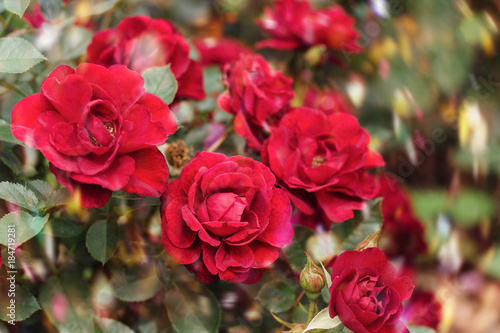 beautiful red roses bush in the garden blurred background bokeh.