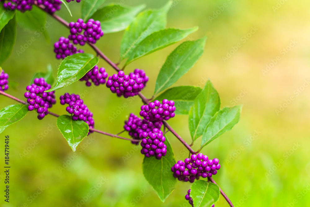beautiful beautiberry fruits in the garden beautiful beautiberry fruits in the garden