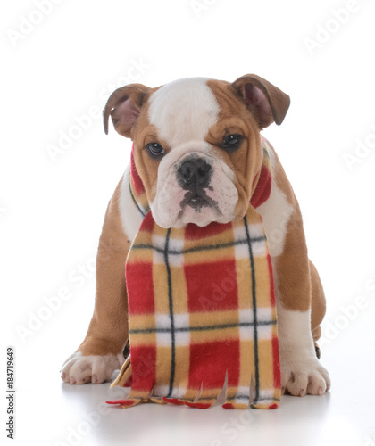 dog dressed for winter