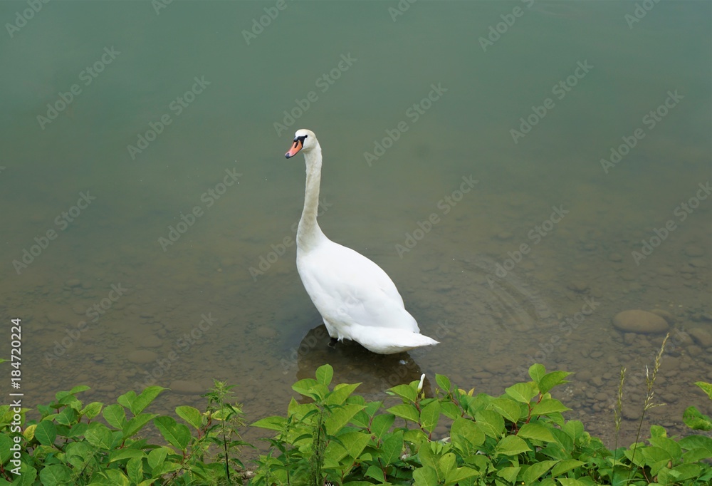 Fototapeta premium Mute swan standing in the Drava river