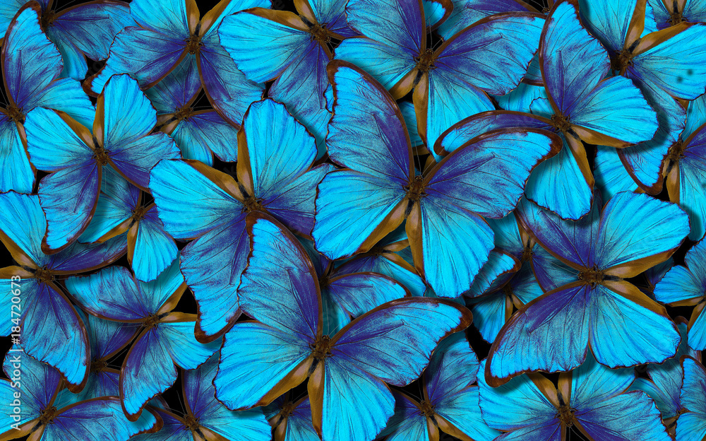 Wings of a butterfly Morpho. Flight of bright blue butterflies abstract
