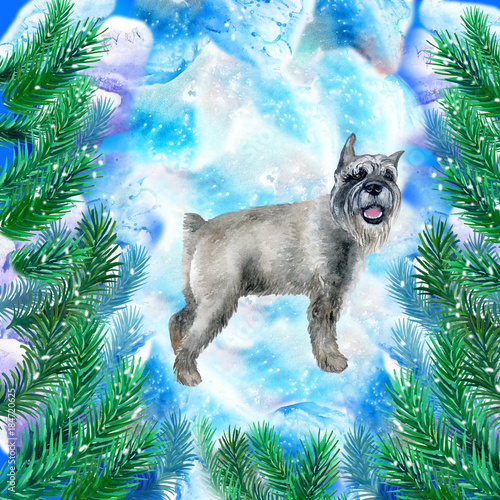 Schnauzer puppy symbol of New Year and Christmas greeting card design with fir tree branches. Cute dog watercolor illustration isolated on snowy background, postcard in winter holidays concept