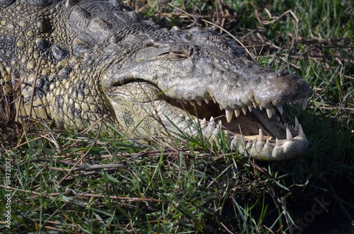 Krokodil Chobe Nationalpark Botswana