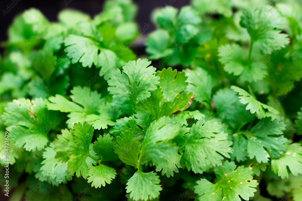 Green Coriander in a garden