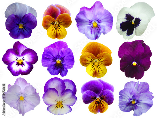 12 Pansies flowers on White background photo