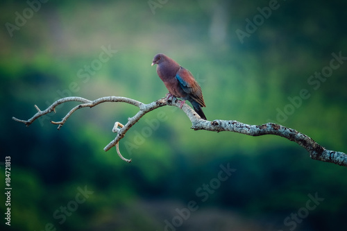 Tropical bird of Costa Rica on the branch with tropical forest on the background