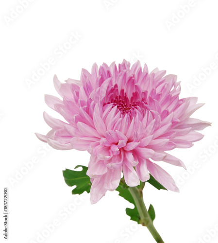 beautiful chrysanthemum isolated on white