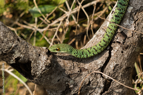 Spotted-bush Snake