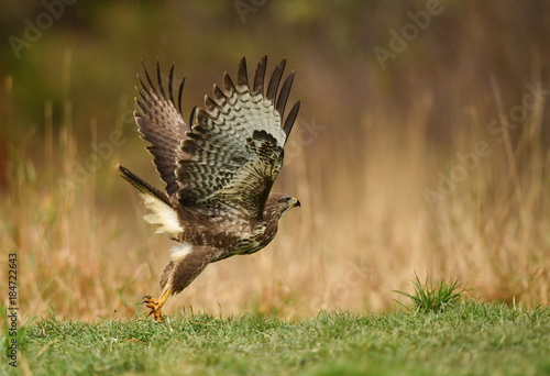 Obraz na płótnie Mäusebussard beim Start - buteo buteo w salonie