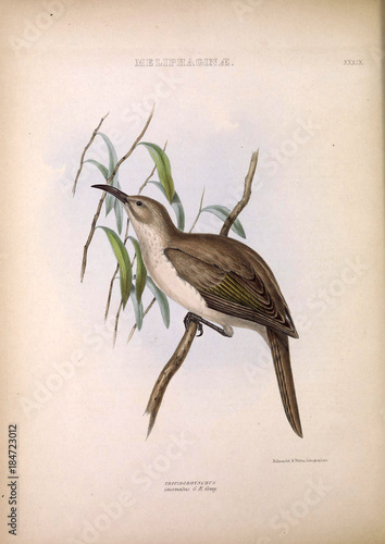 Illustration of exotic bird photo