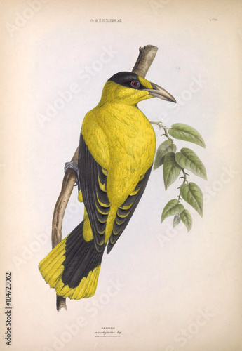 Illustration of exotic bird photo