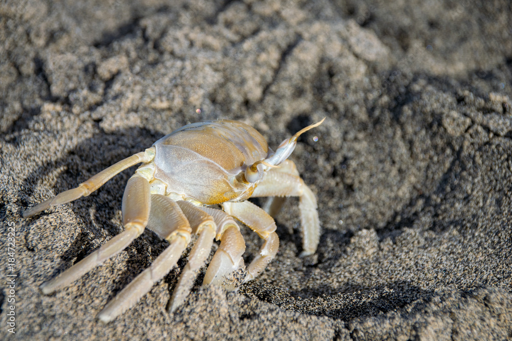 Atlantic Ghost Crab Atlantic Ghost Crab
