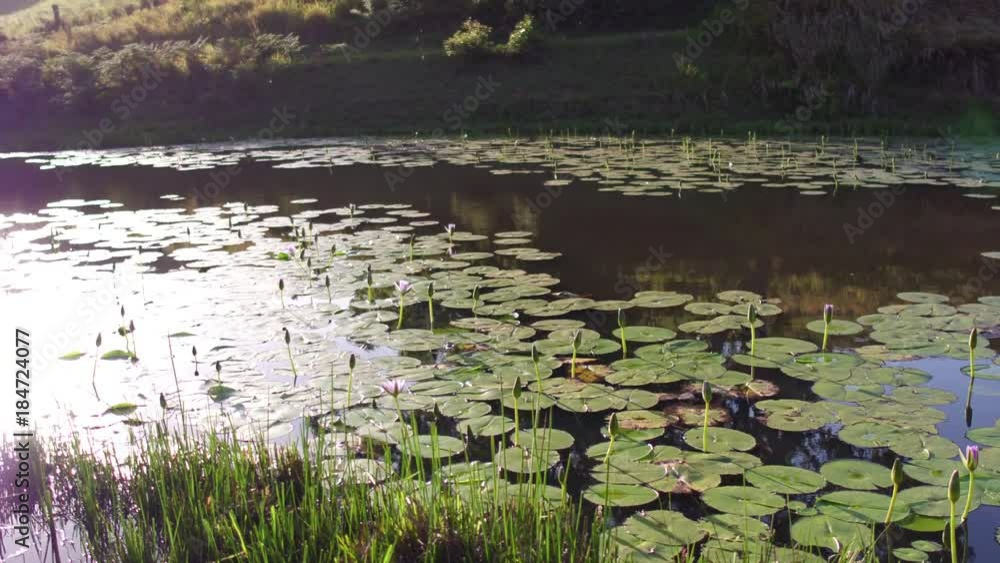 Lily pond on beautiful rural property Lily pond on beautiful rural property