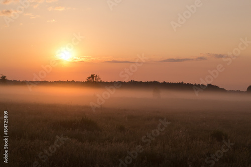 Foggy sunrise morning on meadow