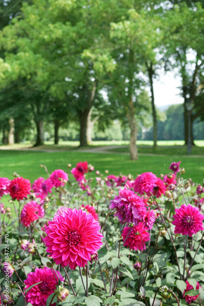 Decorative Dahlias in public park