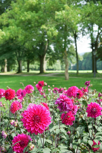 Fototapeta Naklejka Na Ścianę i Meble -  Decorative Dahlias in public park