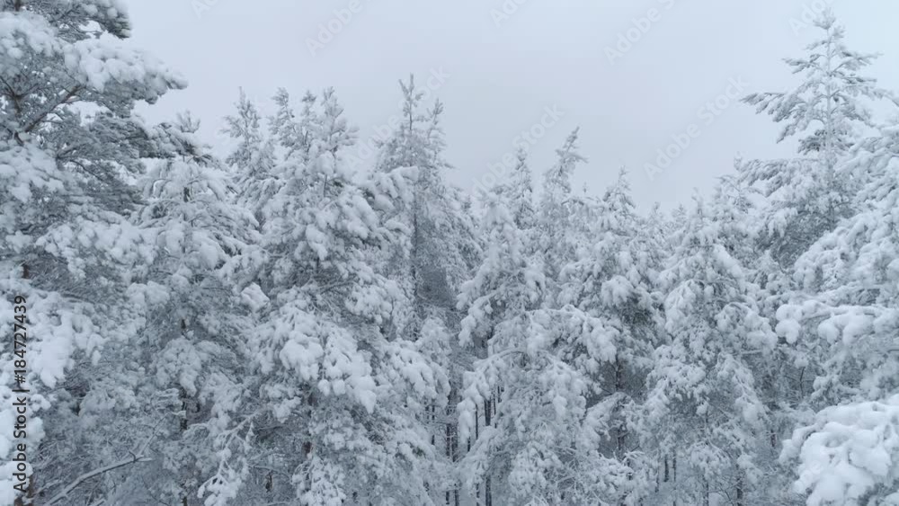 Descending shot of forest with snow in winter. Beautiful nordic evergreen forest in winter. Descending shot of forest with snow in winter. Beautiful nordic evergreen forest in winter.