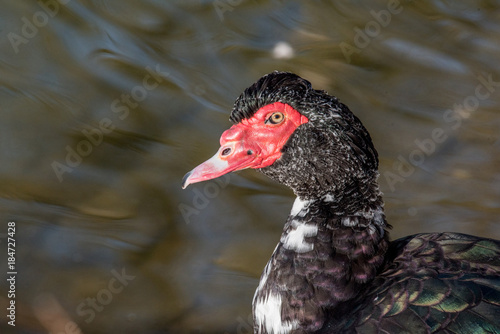 Close up of Black Muscovy duck head. Selective focus