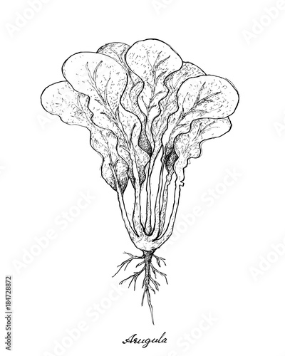 Hand Drawn of Arugula on White Background