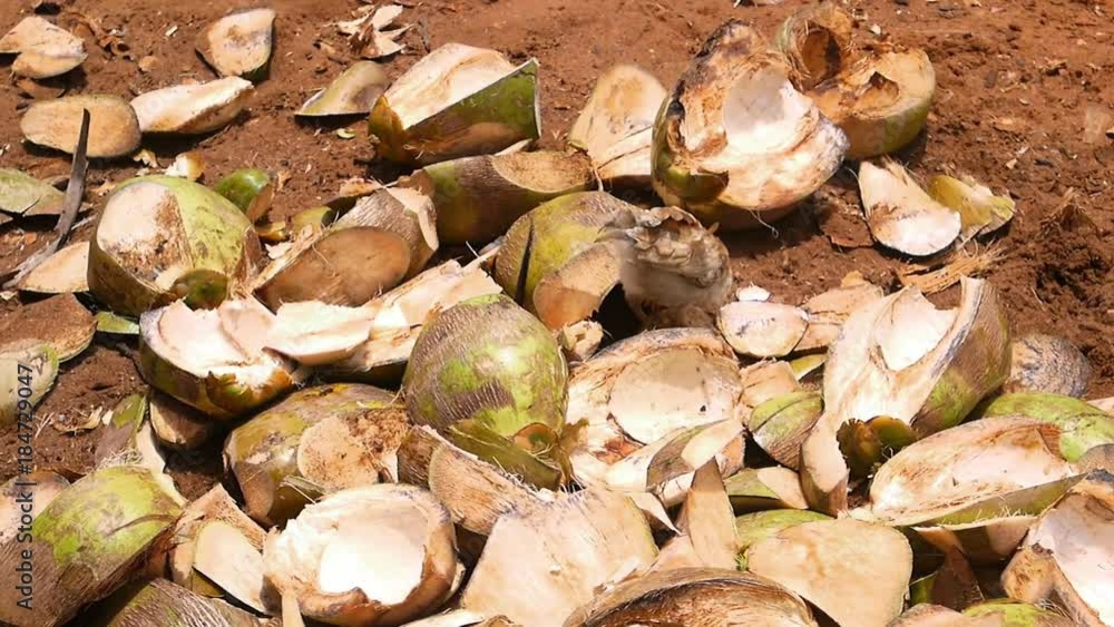 Close up, bird in coconut shells Close up, bird in coconut shells