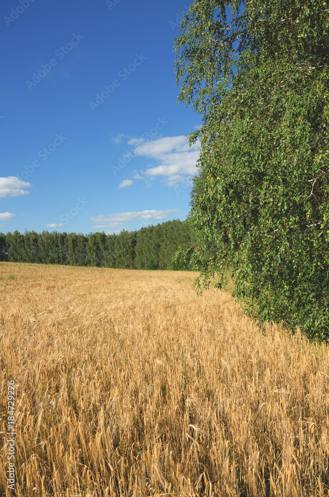 Fototapeta premium Sunny summer landscape with agricultural field of ripe wheat