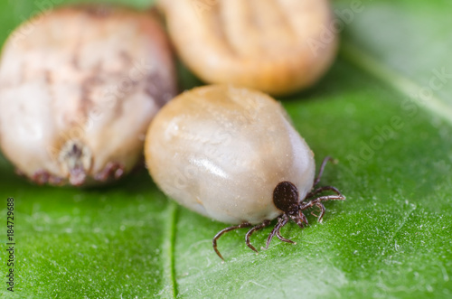 Three blood-filled mites crawl along the green leaf