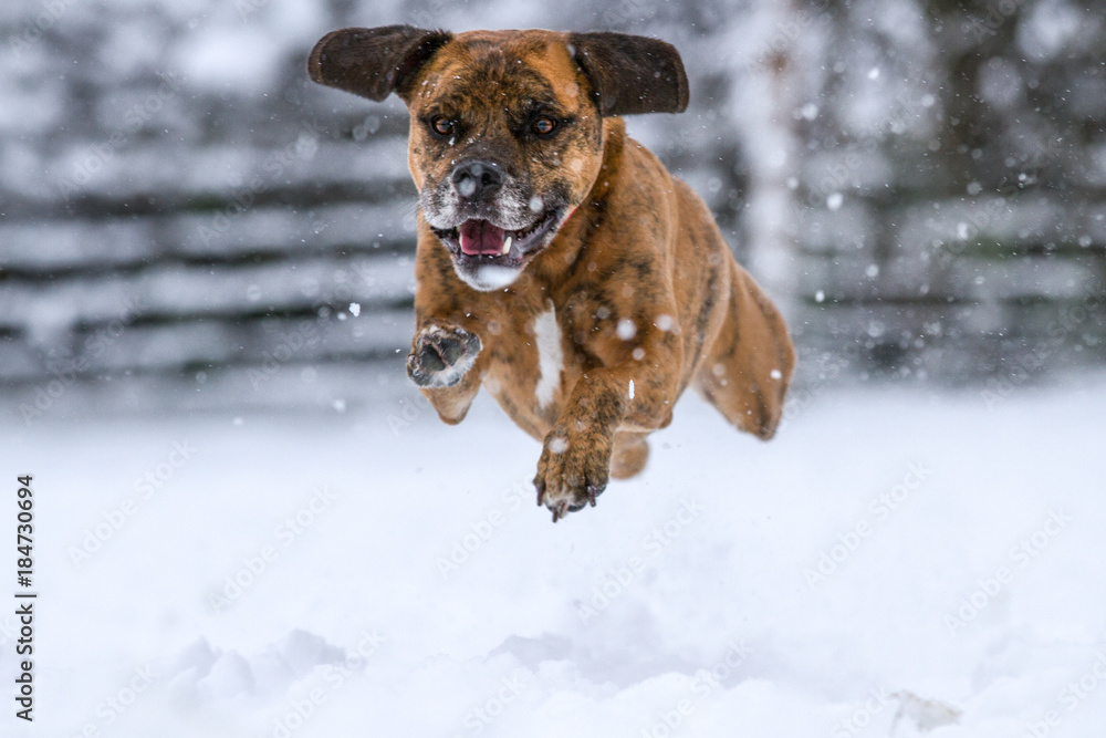 Happy Dog Running and Playing In Snow Happy Dog Running and Playing In Snow