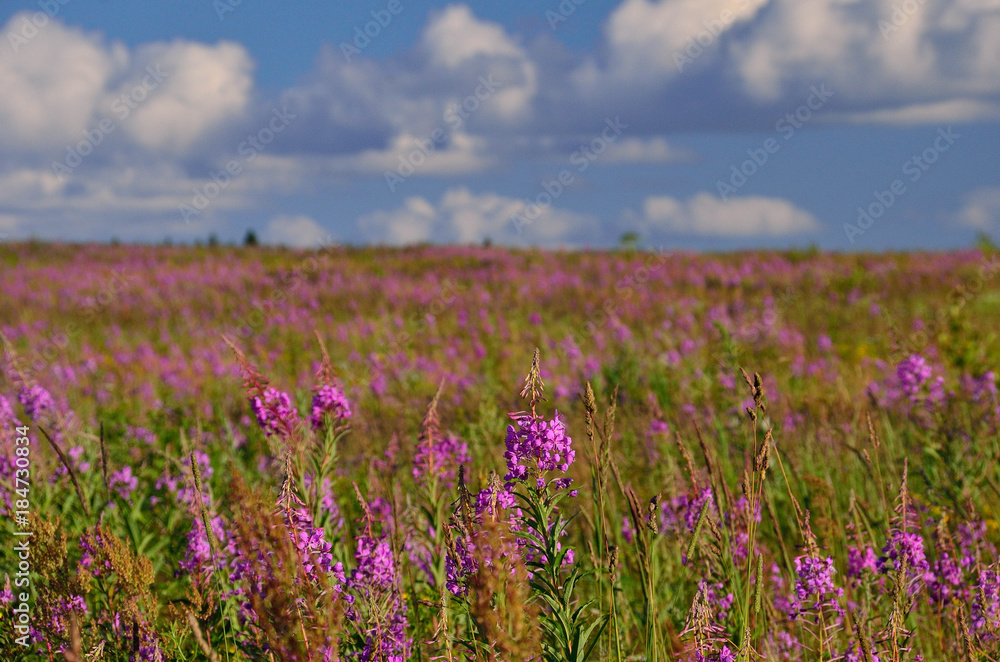 field of grass and flowers field of grass and flowers
