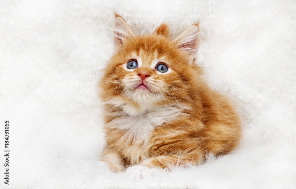 small red striped kitty Maine Coon looks