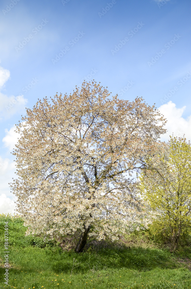 Beautifully blossoming apple tree in spring. Beautifully blossoming apple tree in spring.