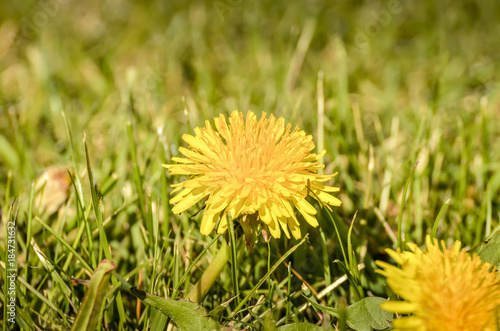 Fototapeta Naklejka Na Ścianę i Meble -  A beautiful meadow filled with yellow dandelions.