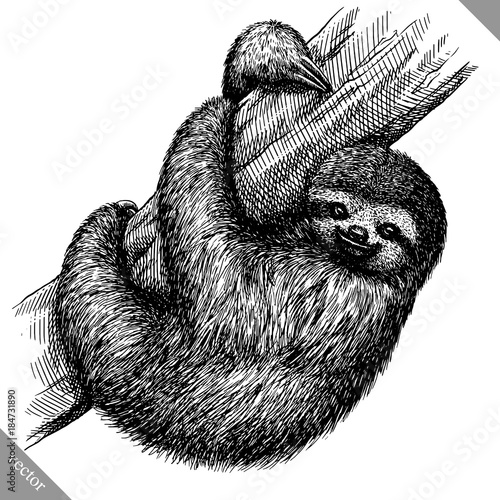 black and white engrave isolated sloth vector illustration