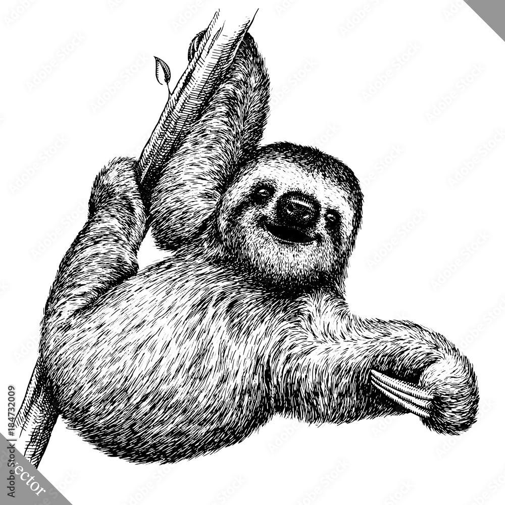 Obraz premium black and white engrave isolated sloth vector illustration