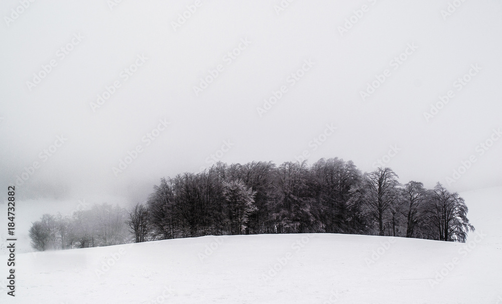 Forest in white winter scenery