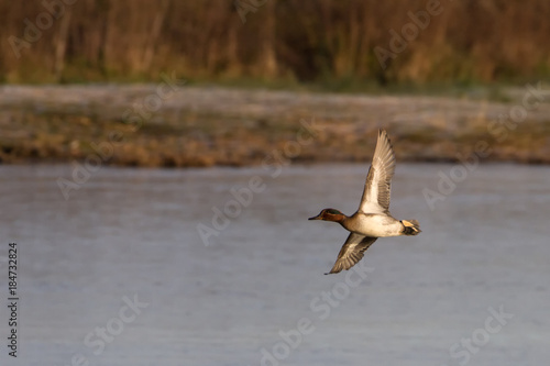 Male Teal Duck  Anas crecca  in flight
