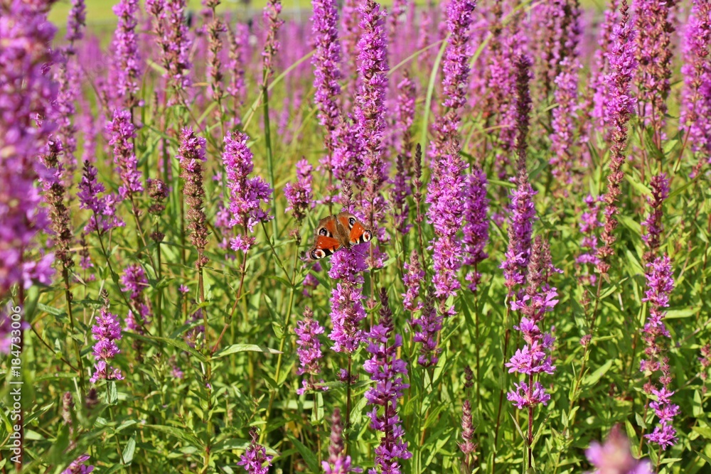 Naklejka premium Tagpfauenauge (Aglais io) an Gewöhnlichem Blutweiderich (Lythrum salicaria) im leeren Edersee 