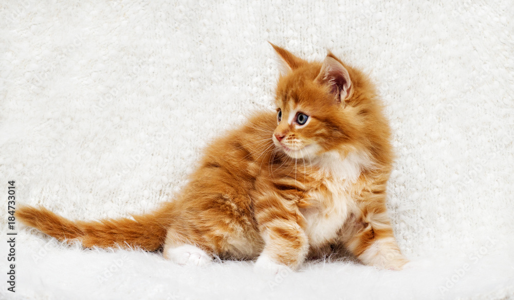 small red striped kitty Maine Coon looks small red striped kitty Maine Coon looks