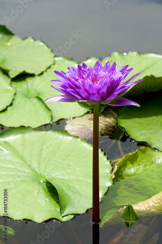 Purple lotus