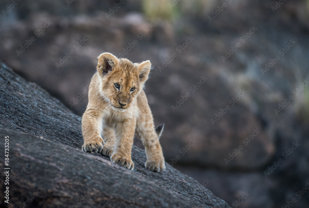 Obraz premium Lwiątko na skale